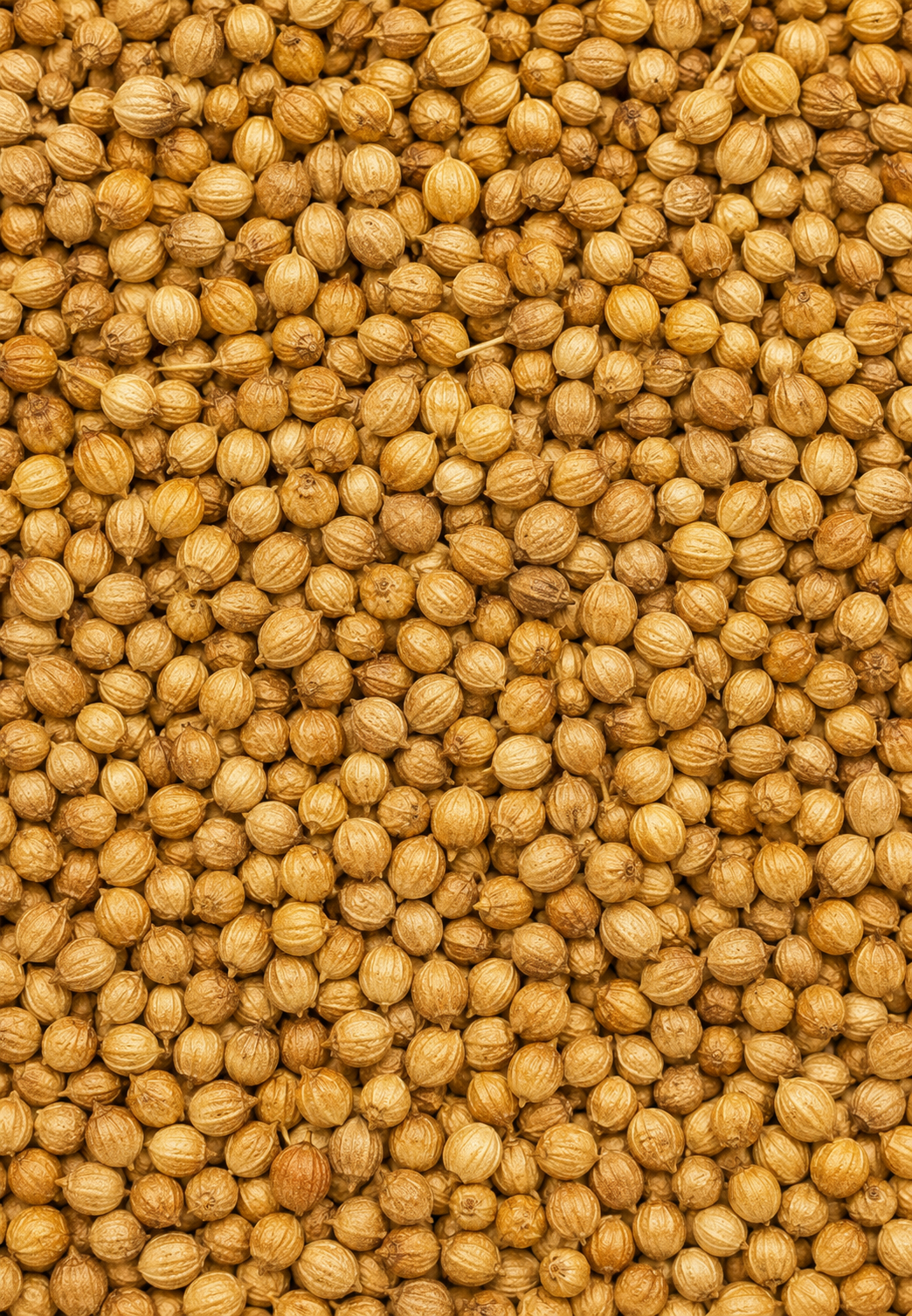 Coriander Seeds