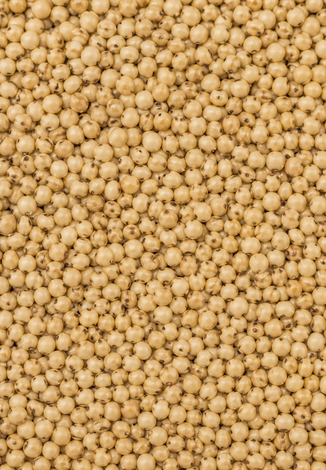 Pearl Millet, Jowar